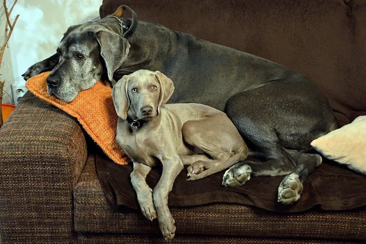 7. Great Dane: Gentle Giant on the Sofa (Image Credits: Pixabay)