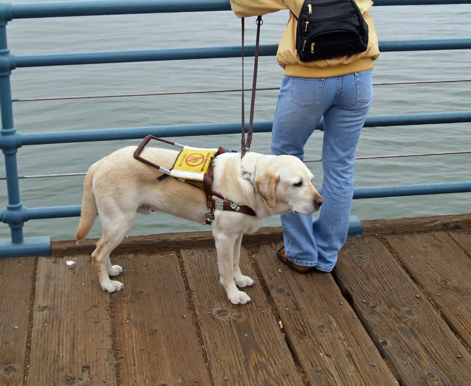 Labrador Retriever: The Gold Standard for Senior Support (Image Credits: Wikimedia)