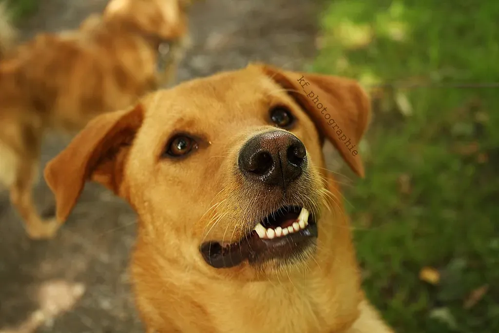 They Check on You Throughout the Day (Image Credits: Flickr)