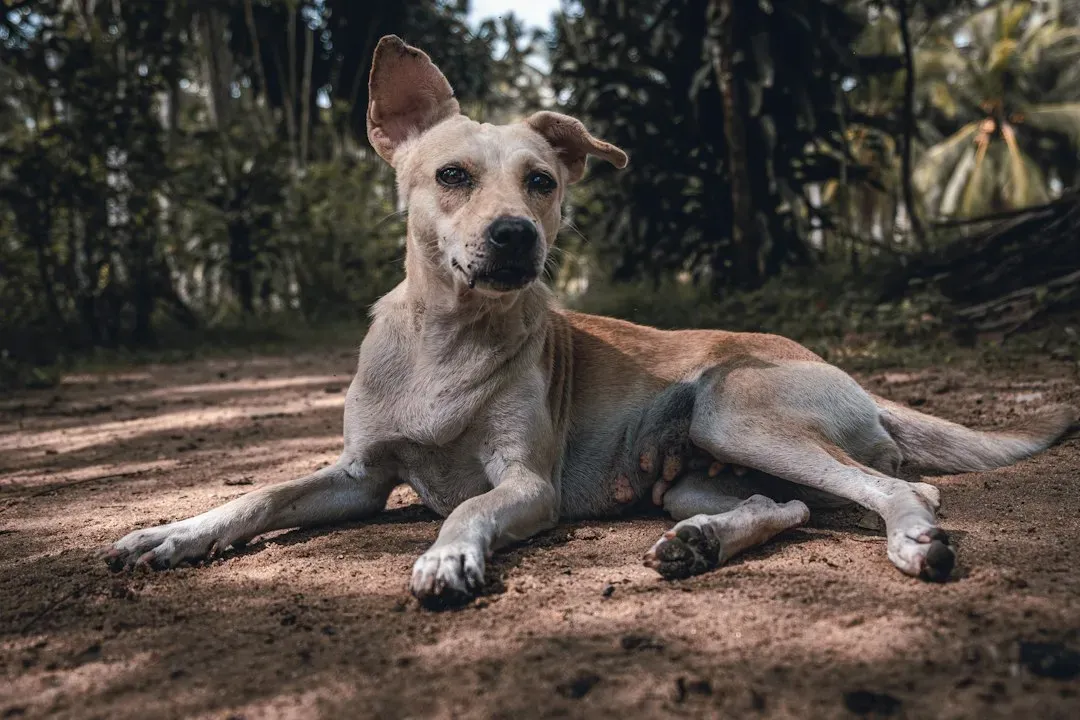 #11 - The Body Language Stays Soft, Even When the Dog Is Unsure (Image Credits: Unsplash)