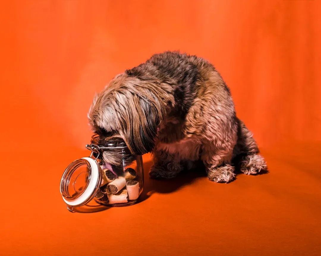 #10 - They Start Eating Like a Normal Dog (Not a Survivor) (Image Credits: Unsplash)