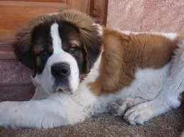 Saint Bernard: Patience Personified in a Massive Frame (Image Credits: Flickr)