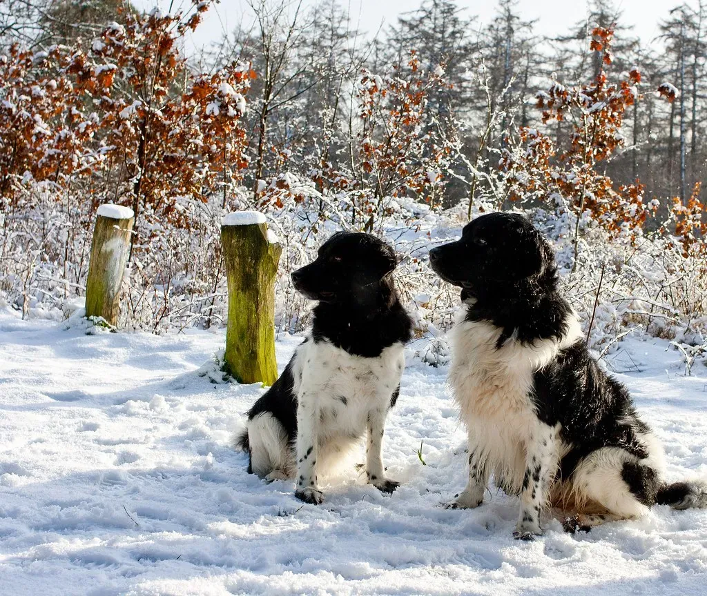 15. Stabyhoun: The Dutch Farm Dog Treasure (MJ Klaver, Flickr, CC BY 2.0)