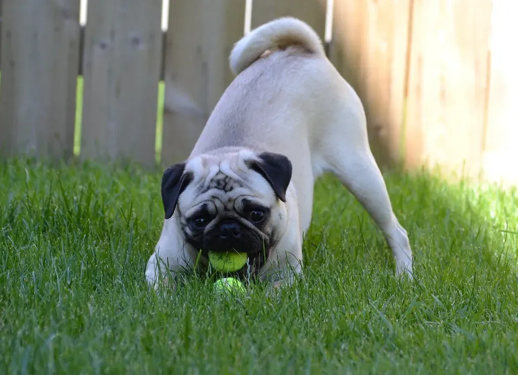 Keep Your Dog at a Healthy Weight (Image Credits: Flickr)