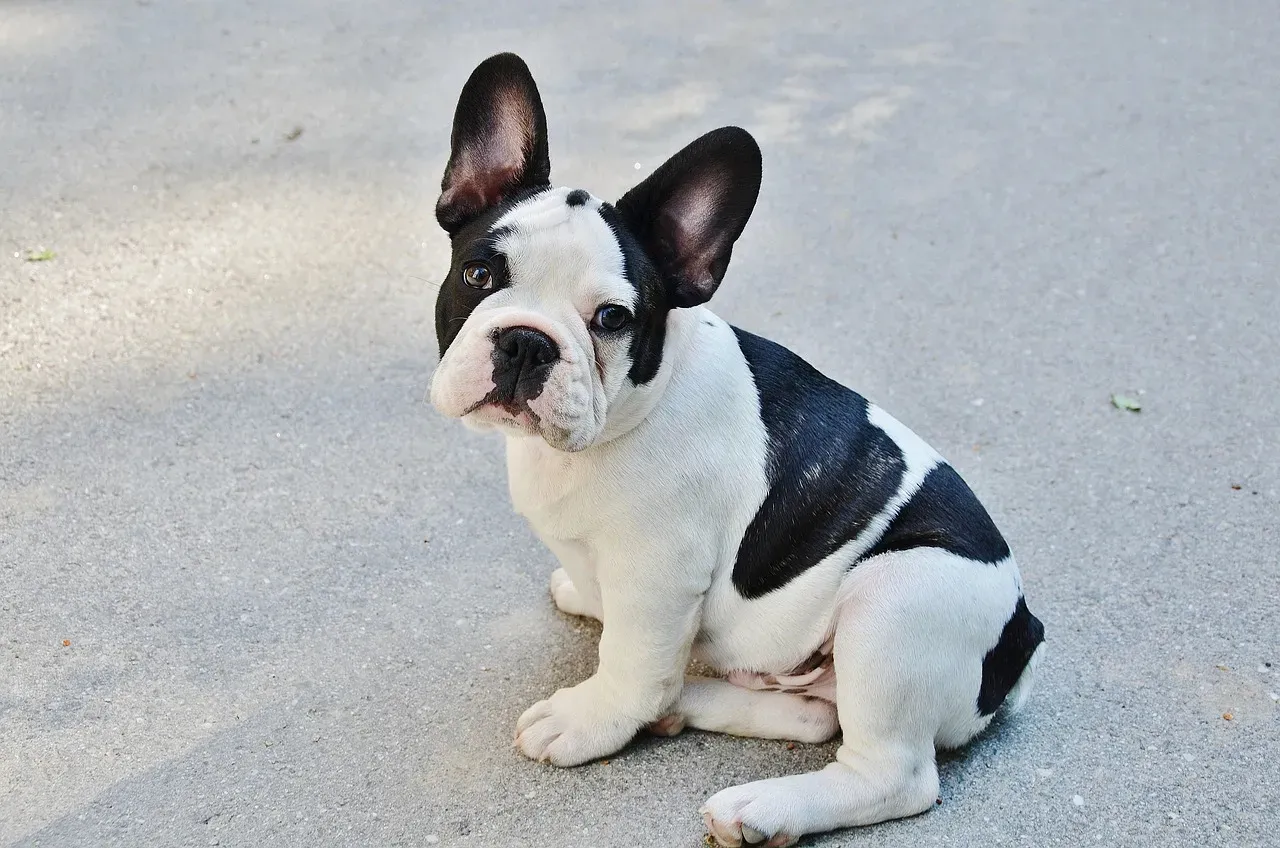 2. French Bulldog: Tiny Clown with an Enormous Personality (Image Credits: Pixabay)