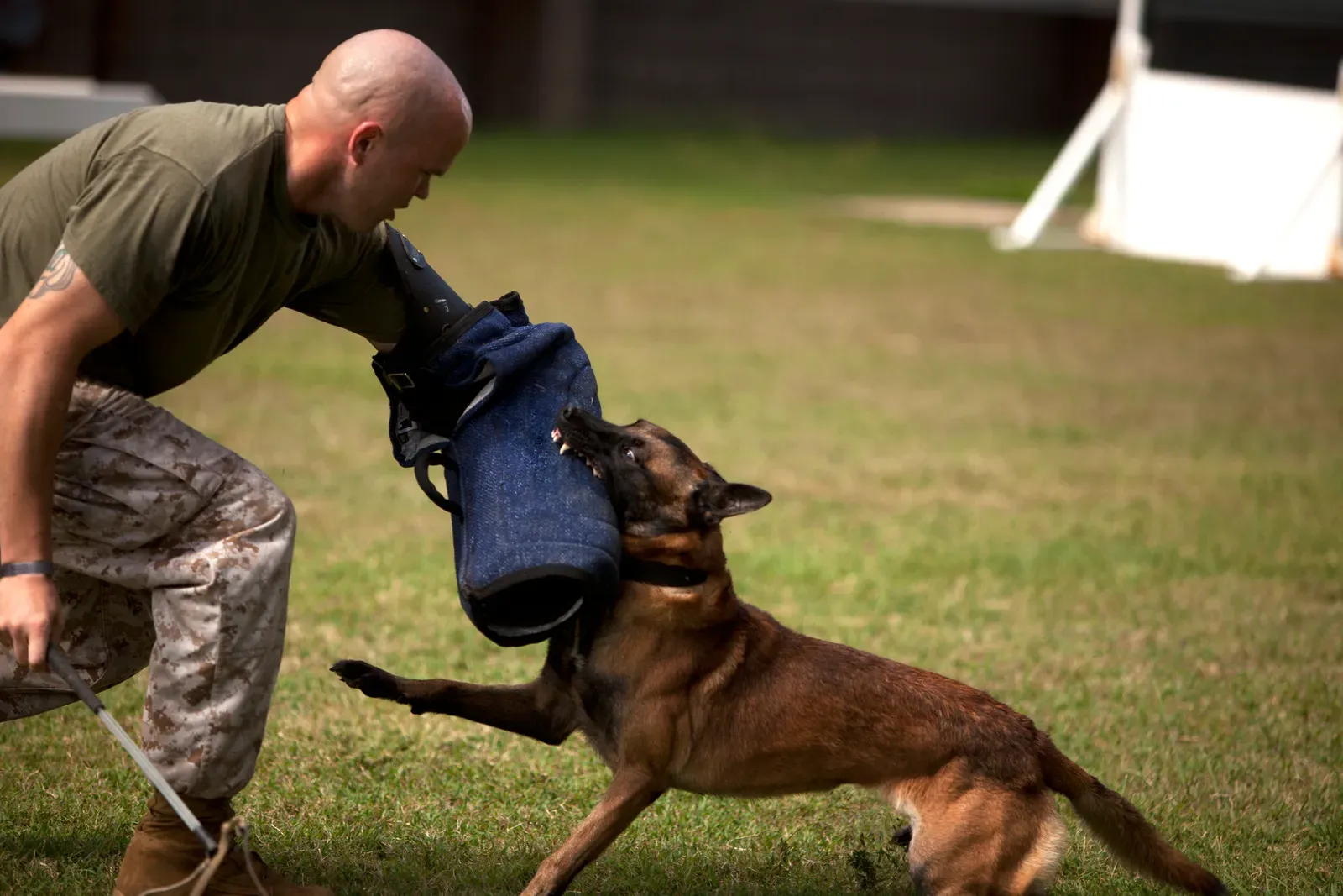 Scorpio: The Intense Bond Forgers (Image Credits: Wikimedia)