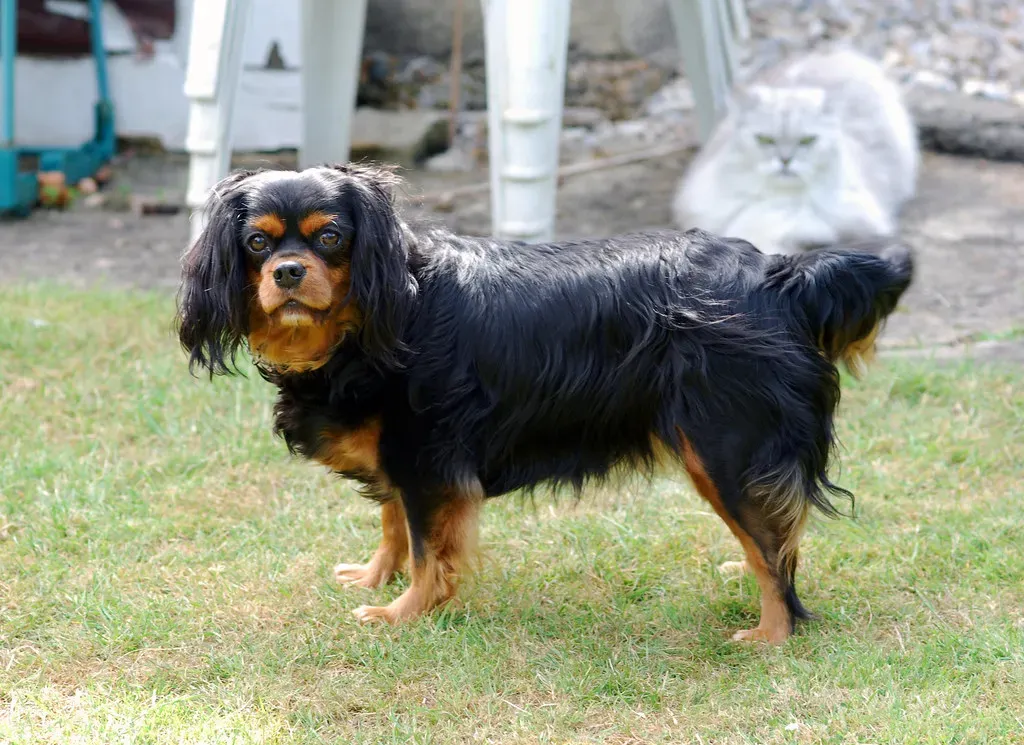 4. Cavalier King Charles Spaniel (Image Credits: Flickr)