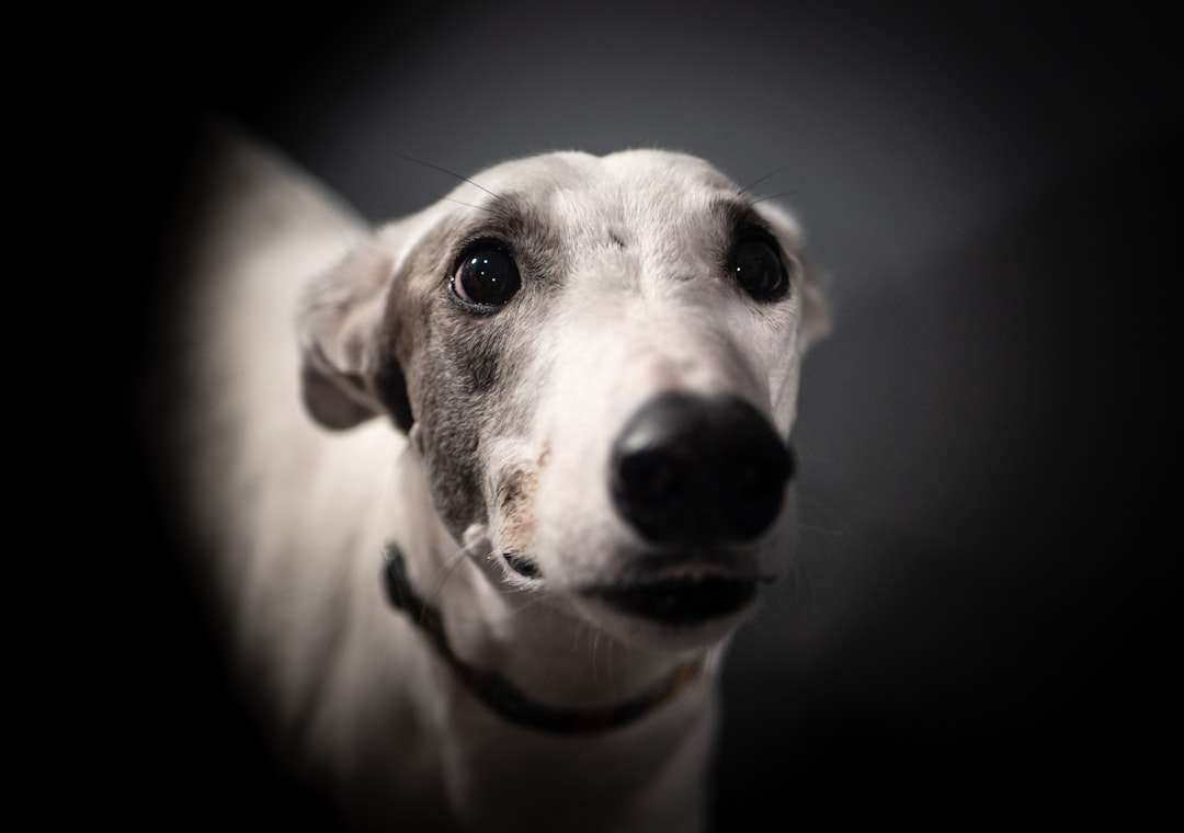 Greyhound: The Surprising Couch Potato (Image Credits: Unsplash)