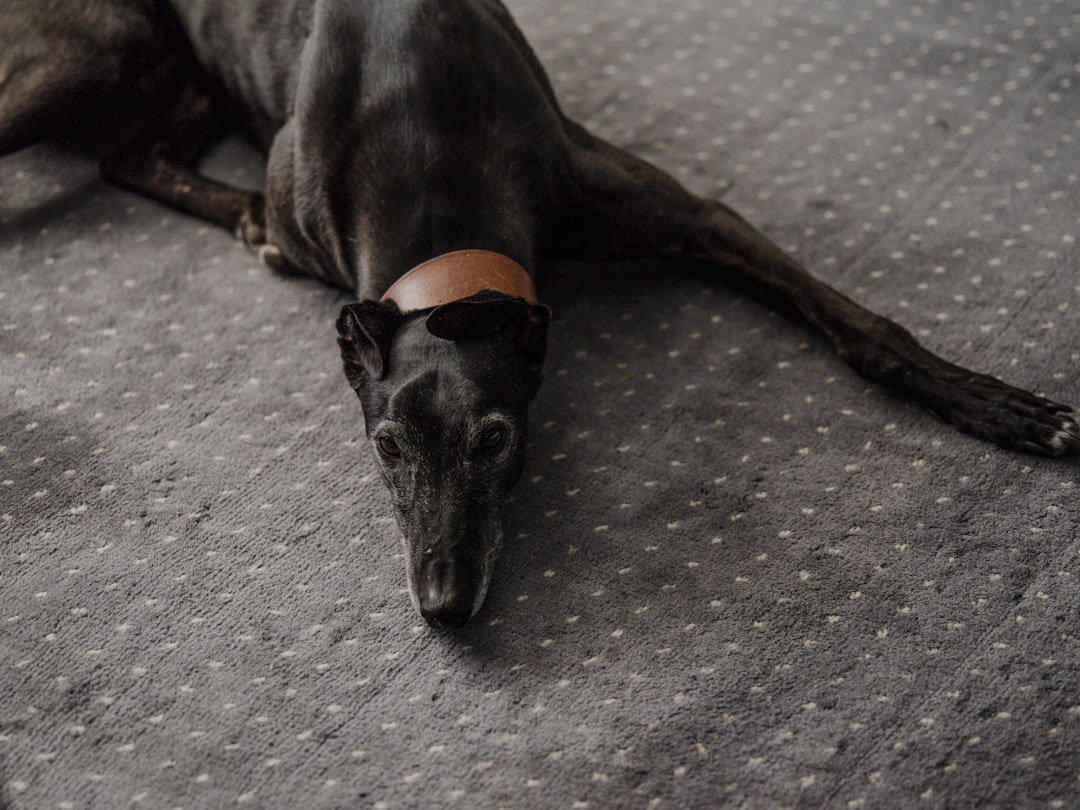 Greyhound: The Gentle Speed Demon (Image Credits: Unsplash)