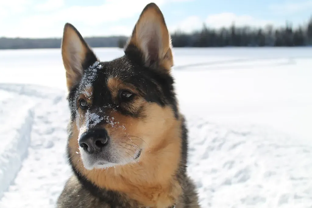 The German Shepherd: Weather Intelligence Wrapped in Loyalty (Image Credits: Flickr)