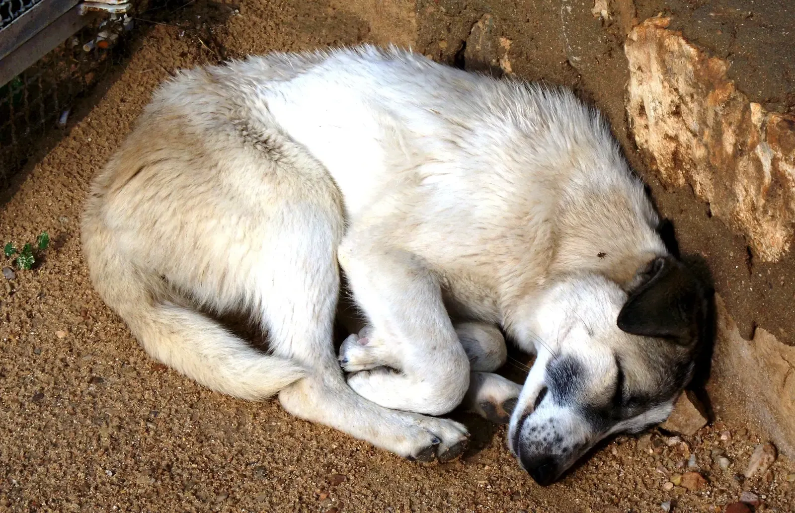 #2 - It Falls Into Deep, Vulnerable Sleep Positions (By High Contrast, CC BY 3.0 de)
