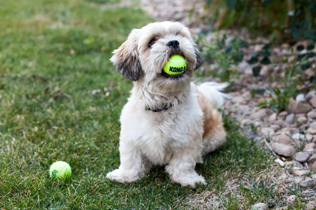 #5: Rebuilding Playfulness by Restoring the Feeling of Home (Image Credits: Pixabay)