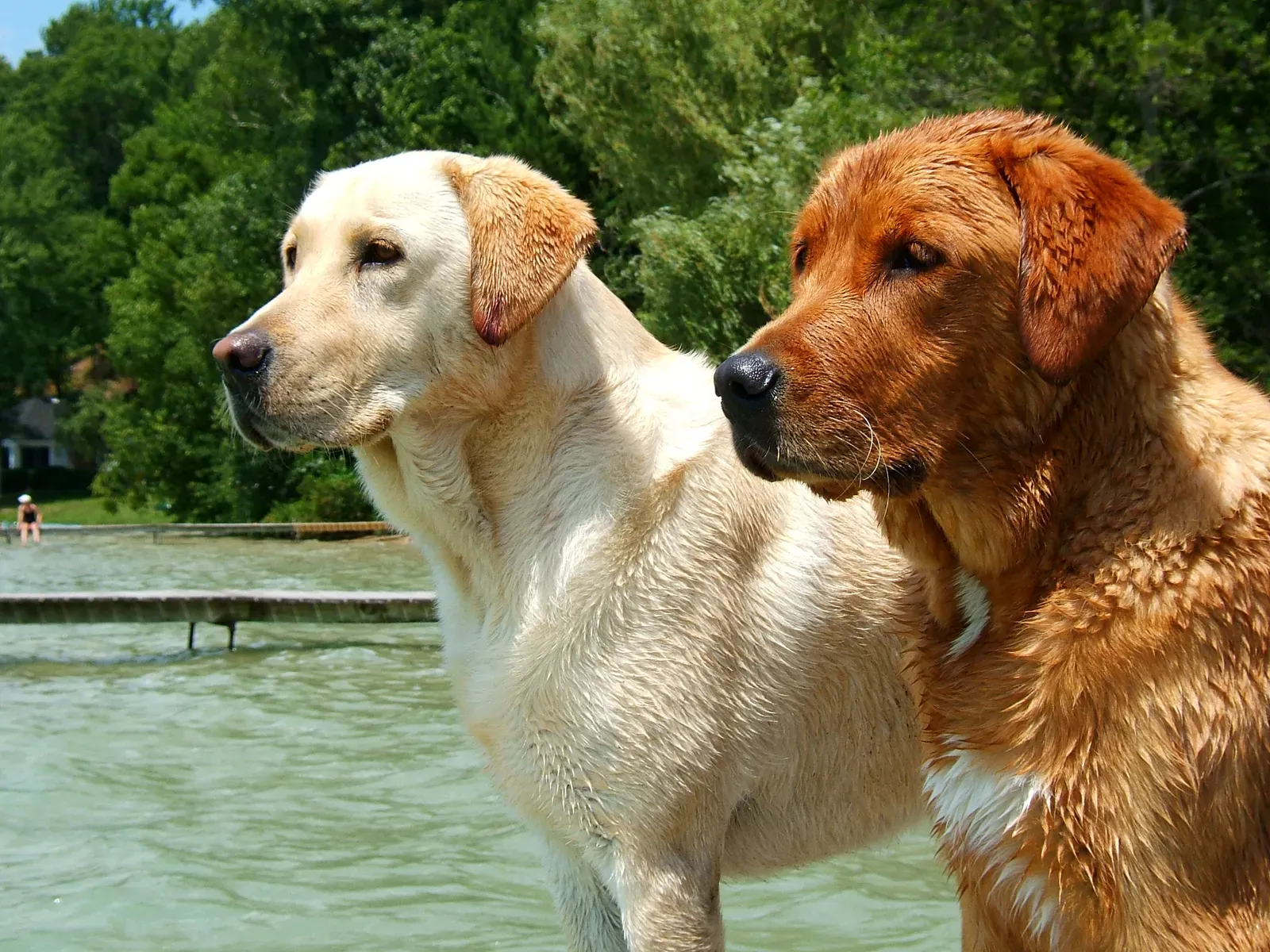 Labrador Retriever: The Gold Standard of Medical Detection Dogs (Flickr, CC BY-SA 2.0)