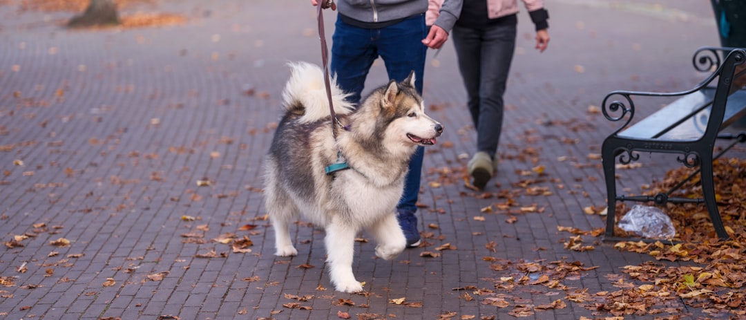 Alaskan Malamute - The Sled Dog Who Thinks Your House is the Arctic (Image Credits: Unsplash)