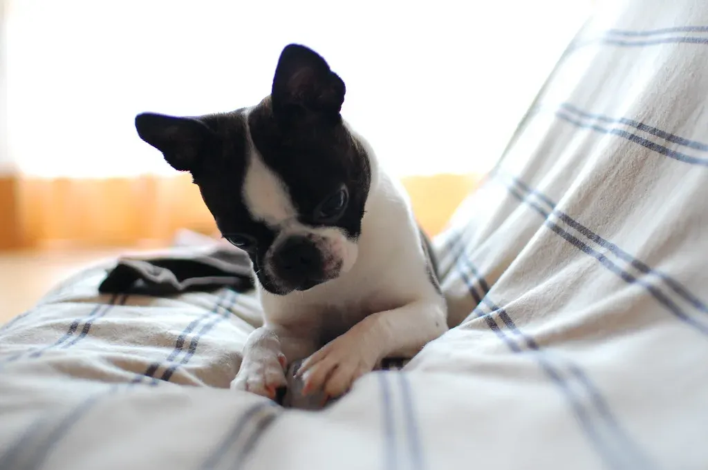 10. Boston Terrier: The Stubborn Charmer (Image Credits: Flickr)