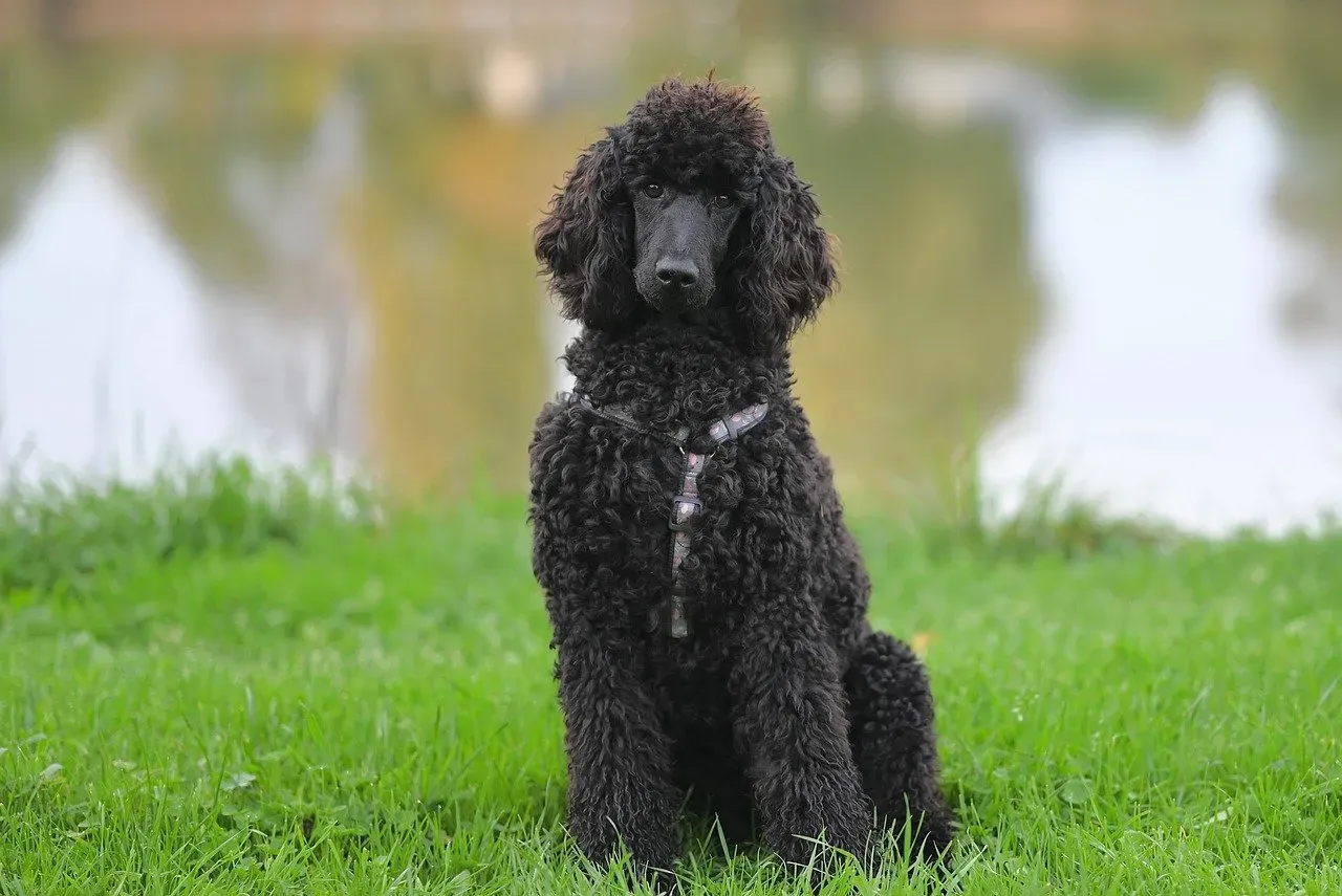 The Eyes Don't Lie: What Your Dog's Gaze Really Means (Image Credits: Pixabay)