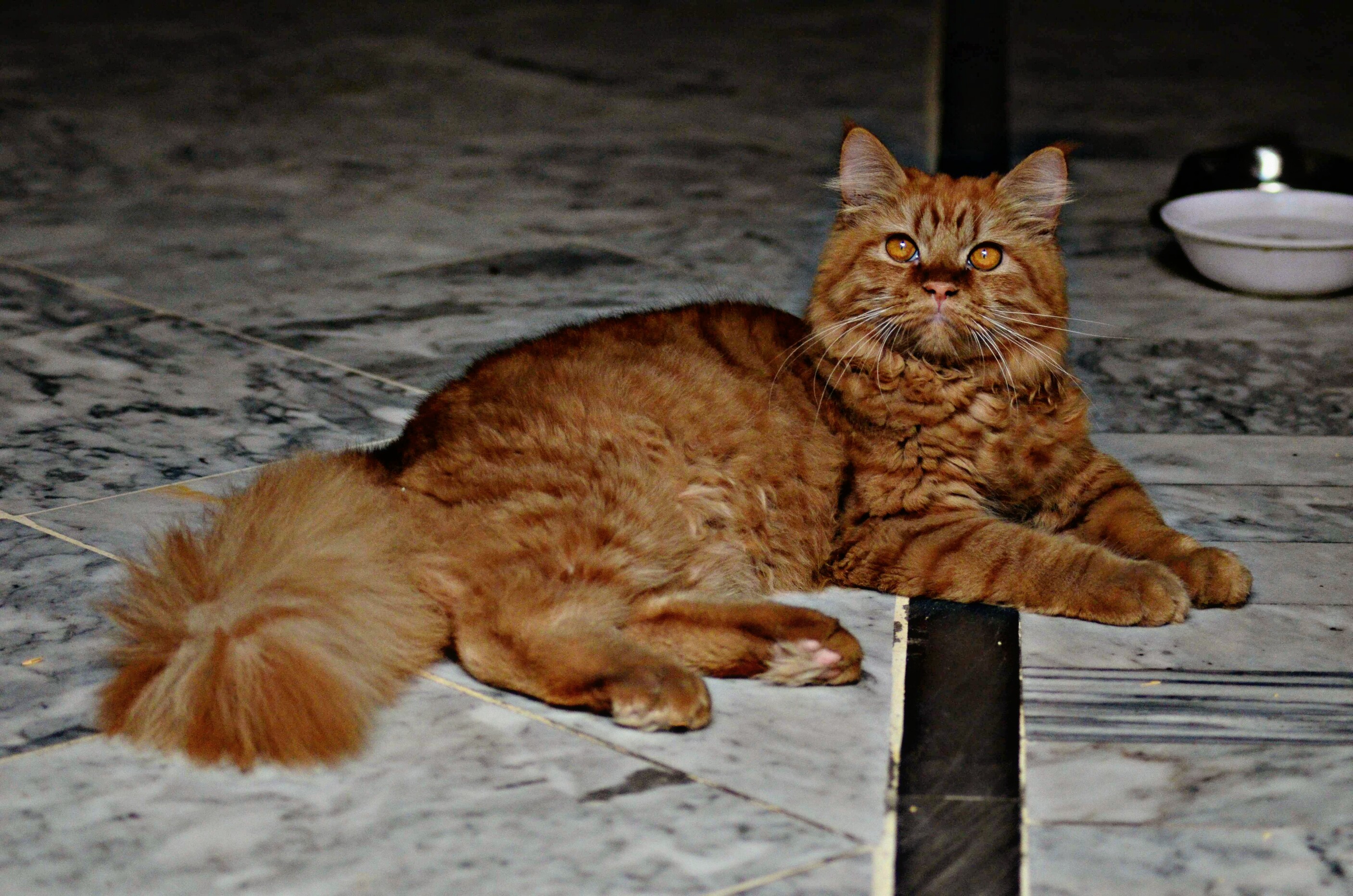 Taurus: The Luxurious Persian (Image Credits: Wikimedia)