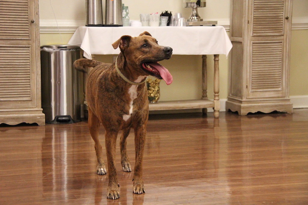 Special Considerations for Dog-Loving Retirees (Image Credits: Flickr)