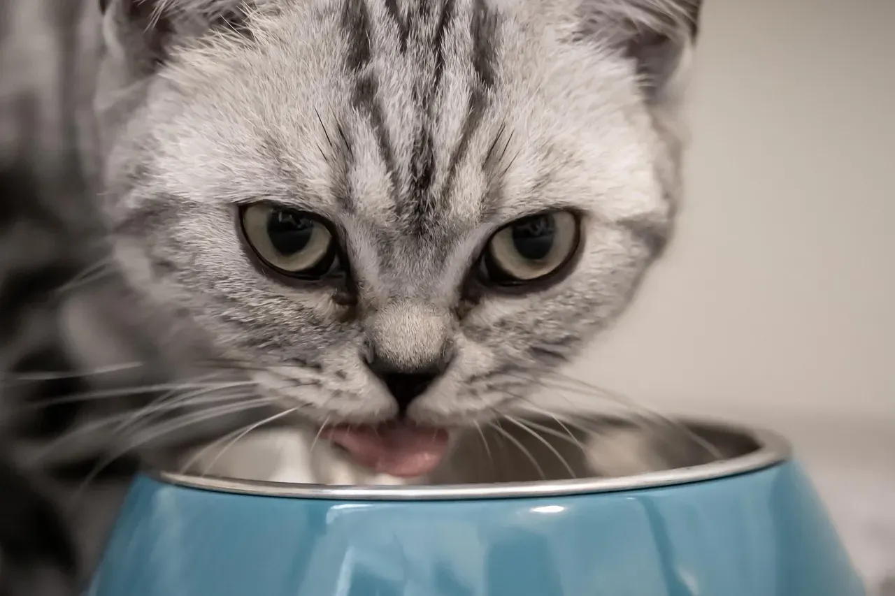 #5 - Water Bowls Tell the Real Story of Hydration (Image Credits: Pixabay)