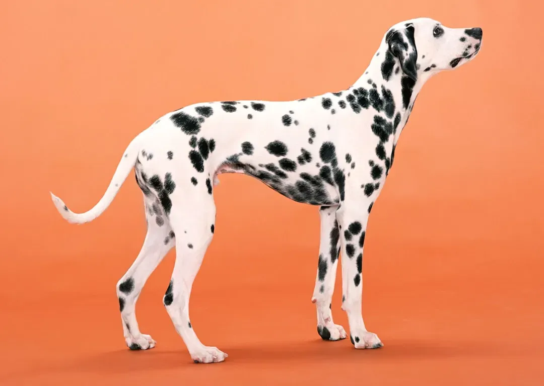 8. Dalmatian (Image Credits: Unsplash)
