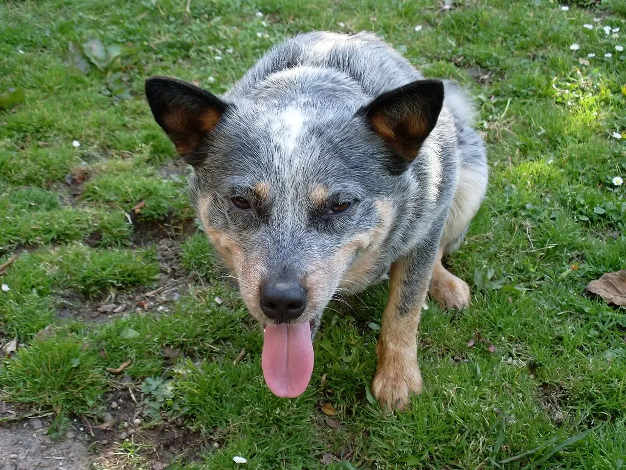#10. Australian Cattle Dog (Blue Heeler) (Image Credits: Pixabay)