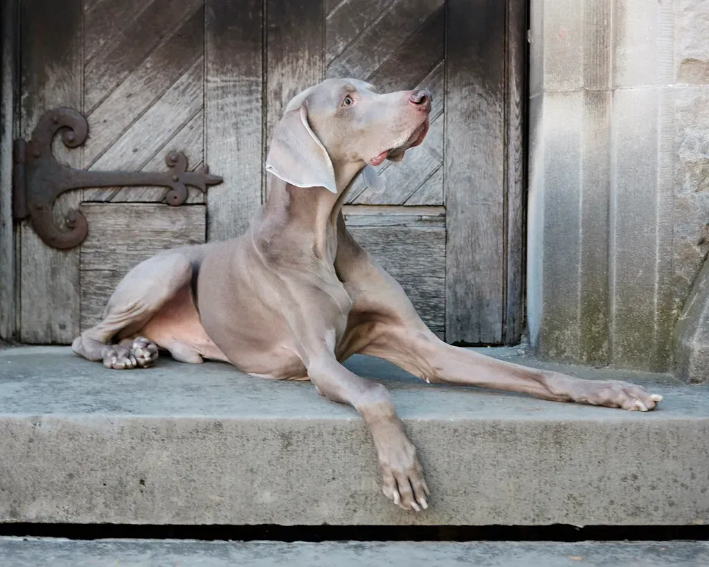 Weimaraner (psinderbrand, Flickr, CC BY 2.0)