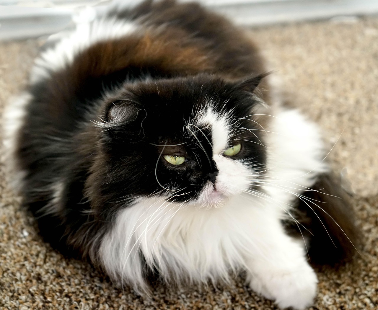 Himalayan Cats (Image Credits: Pixabay)