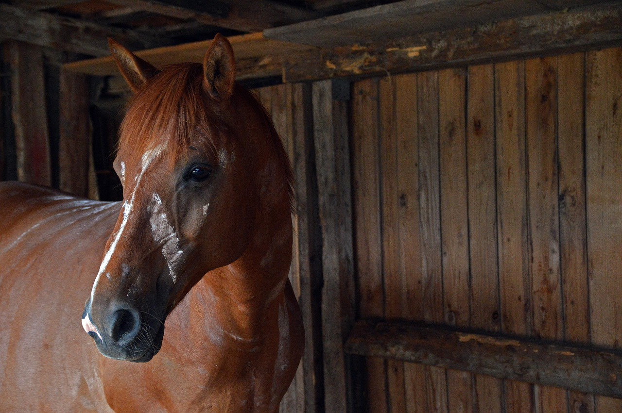 The Science of Mirror Neurons: How Horses Read Your Soul (Image Credits: Pixabay)