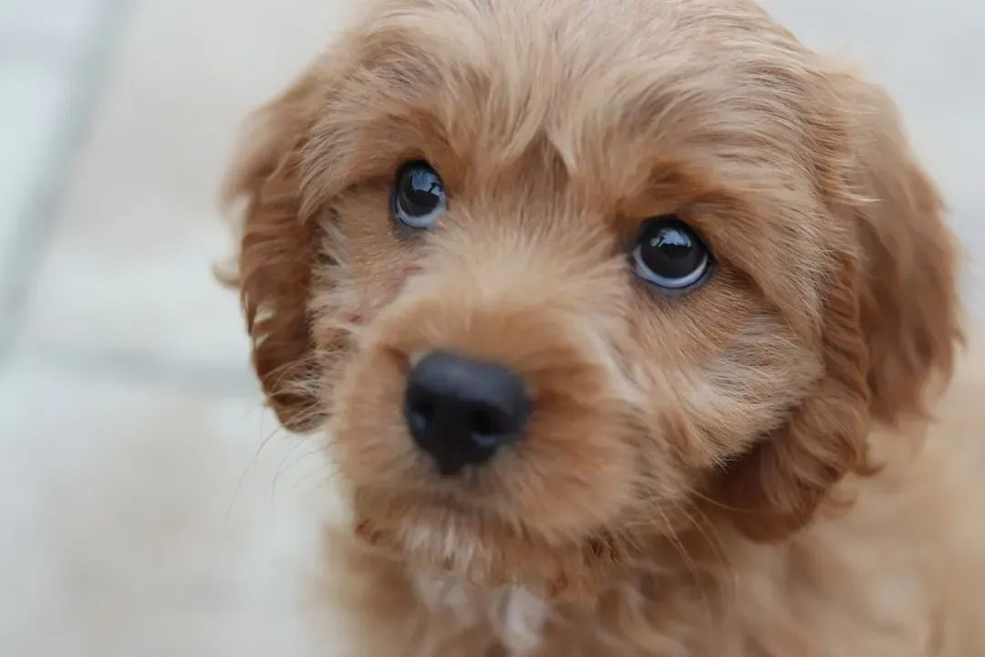 Libra: The People-Pleaser Who Can’t Ignore Puppy Eyes (Image Credits: Unsplash)