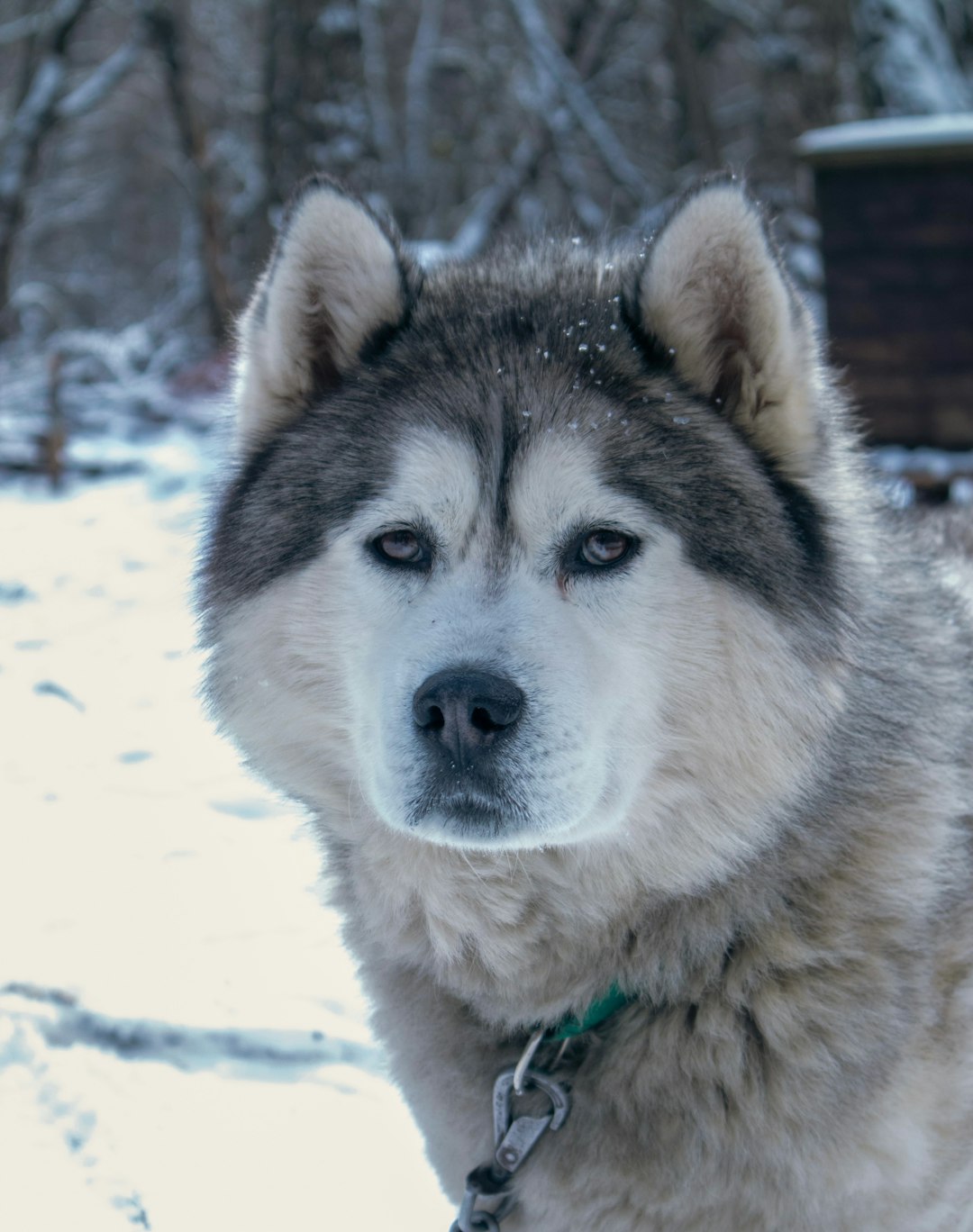 The Science Behind Canine Memory (Image Credits: Unsplash)