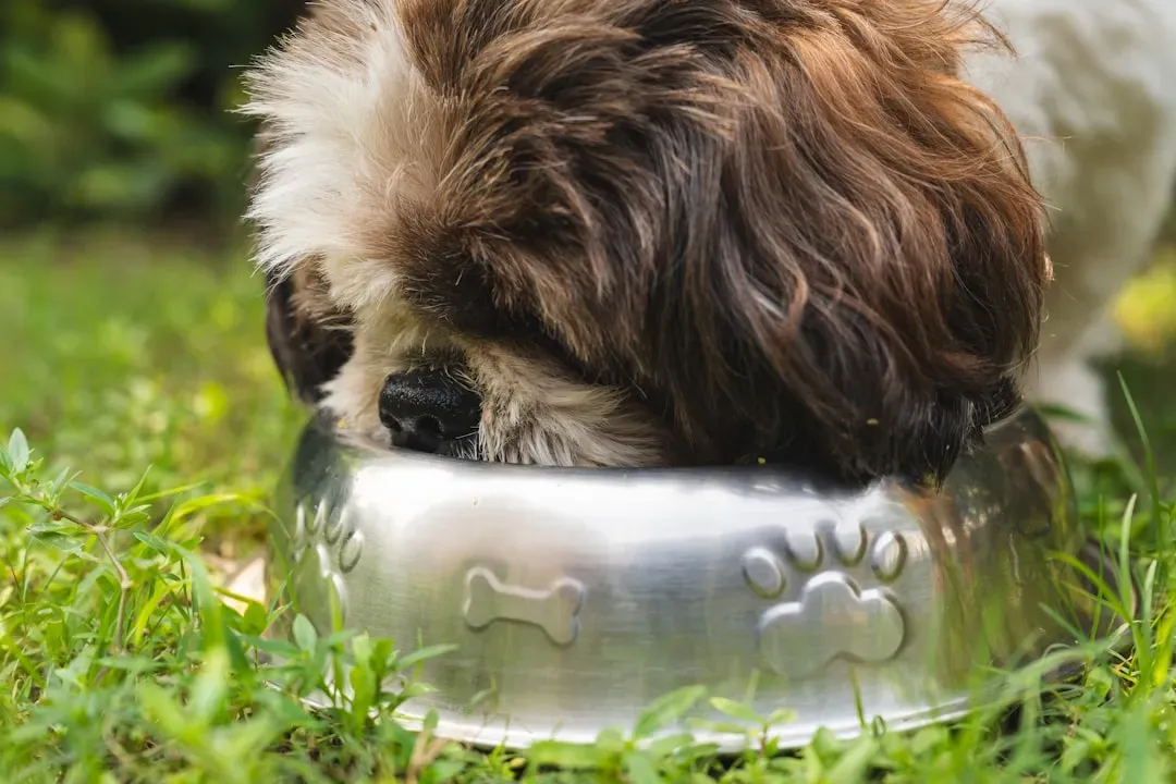 Conclusion: Your Dog's Bowl Is Trying to Tell You Something (Image Credits: Unsplash)