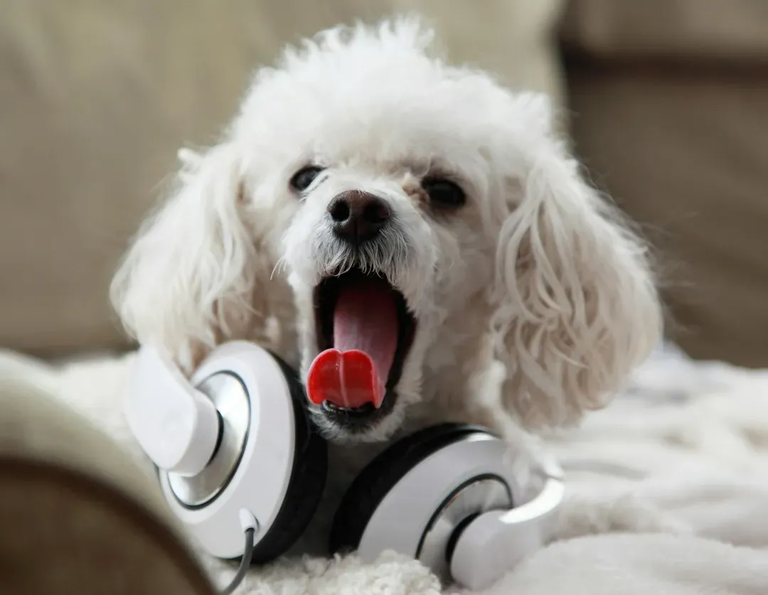 #6 - Dogs Catch Sound Differences You Physically Can't Hear (Image Credits: Unsplash)