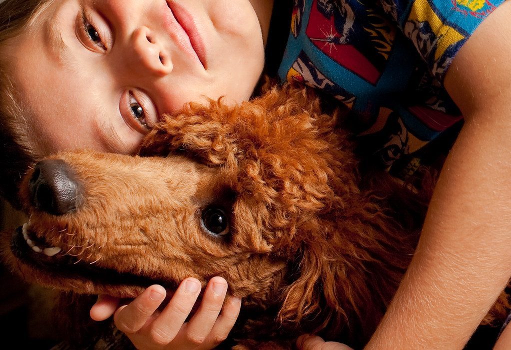 Poodle: The Intelligent and Adaptable Friend (Image Credits: Flickr)