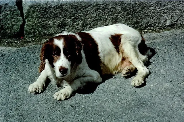 12. They Stop Doing the Little Things That Defined Them (From geograph.org.uk, CC BY-SA 2.0)