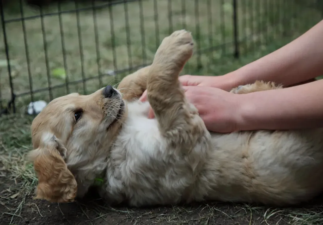 9. Showing You Their Back, Belly, And Paws During Affection (Image Credits: Unsplash)