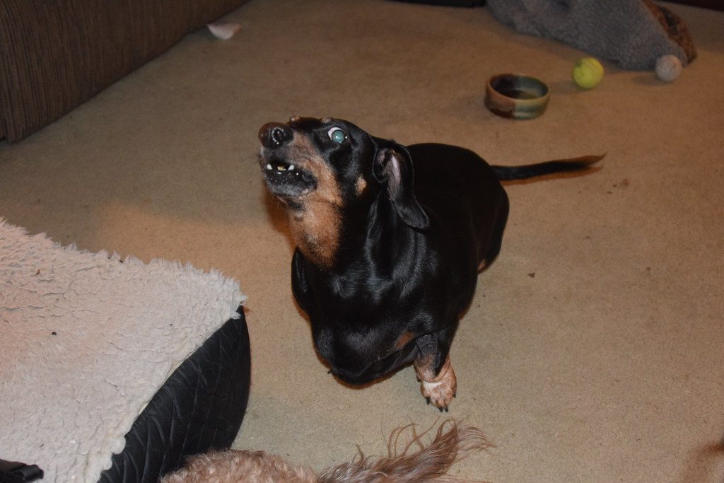 Dachshund: The Long and Loud Announcer (Image Credits: Flickr)