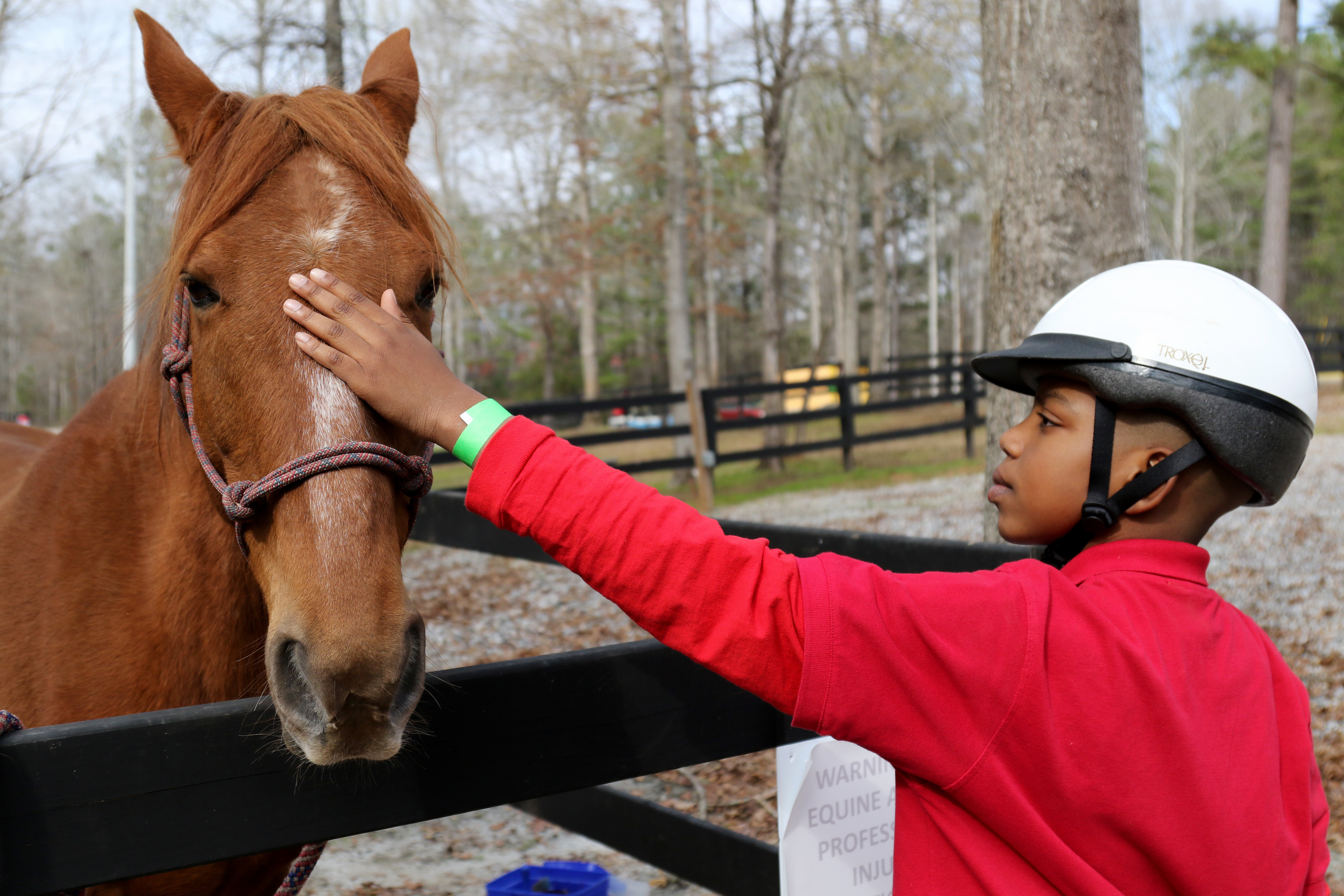 The Psychology of Equine Stress and Fear (Image Credits: Wikimedia)