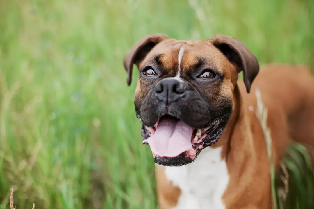 1. Boxer: The Eternal Puppy (Image Credits: Unsplash)