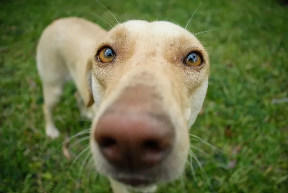 2. Persistent Sniffing of a Specific Area (Image Credits: Pexels)