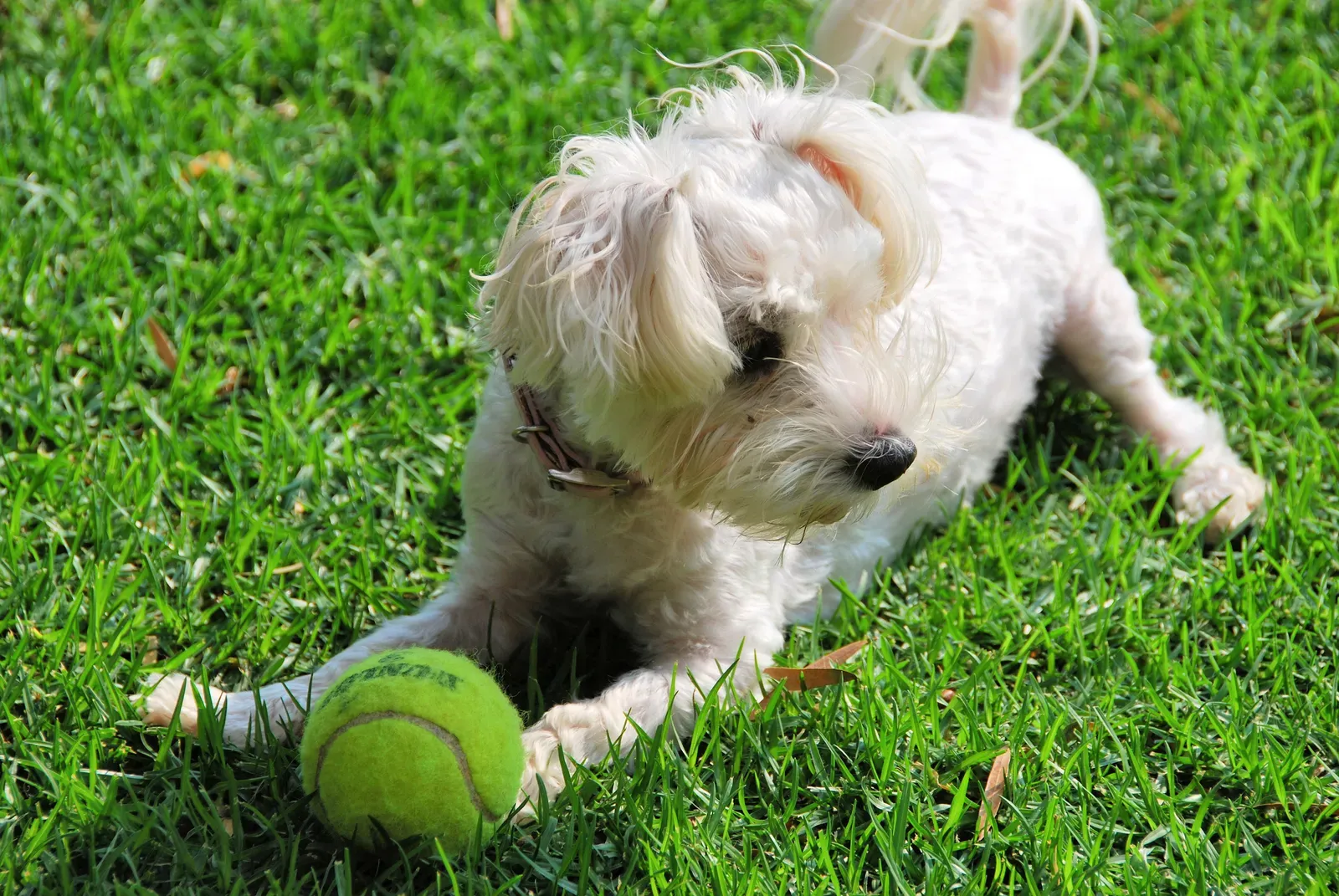 Common Triggers: When Dogs Are Most Likely to Zoom (By Ossewa, CC BY-SA 4.0)