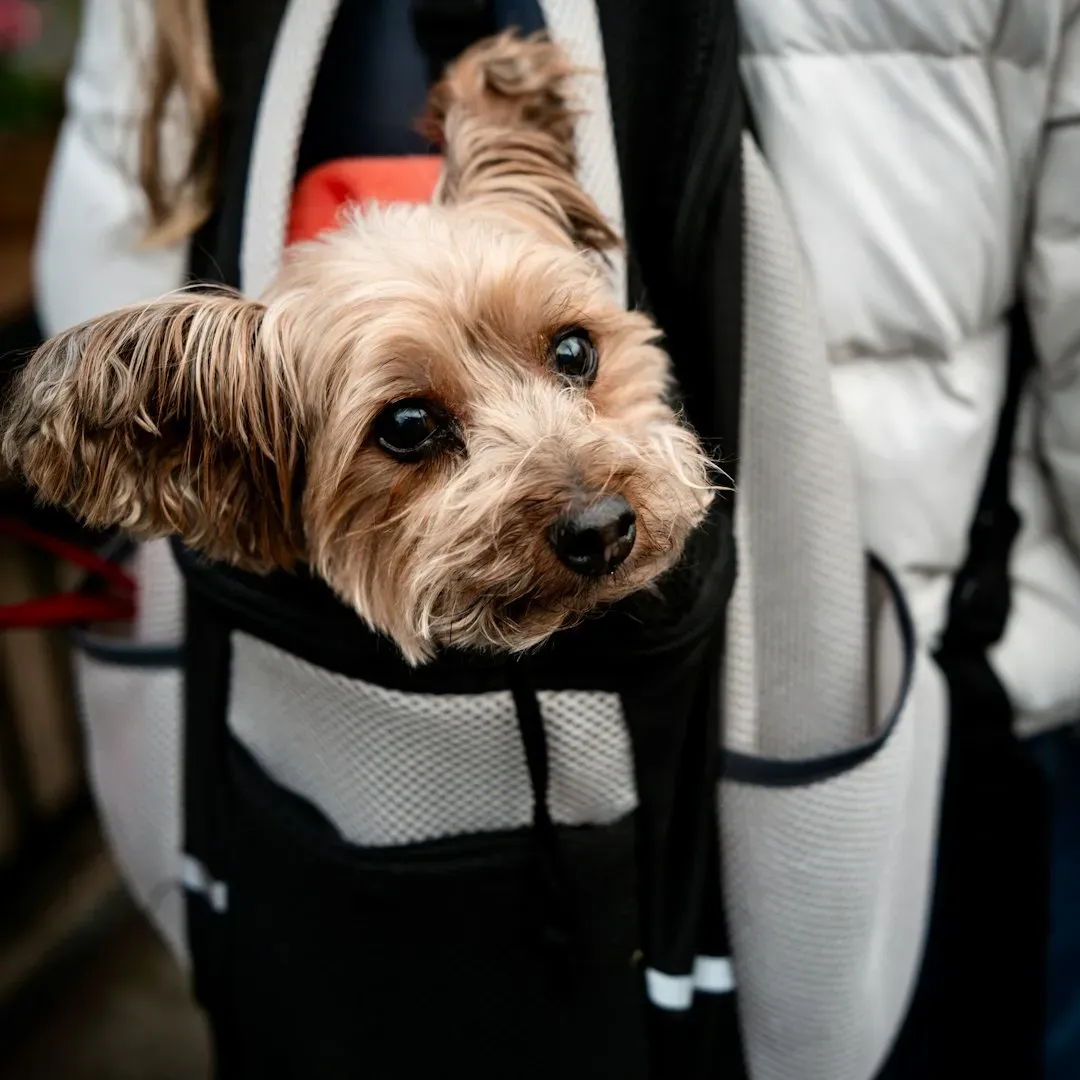 8. Yorkshire Terrier: Small Dog, Huge Attitude (Image Credits: Unsplash)