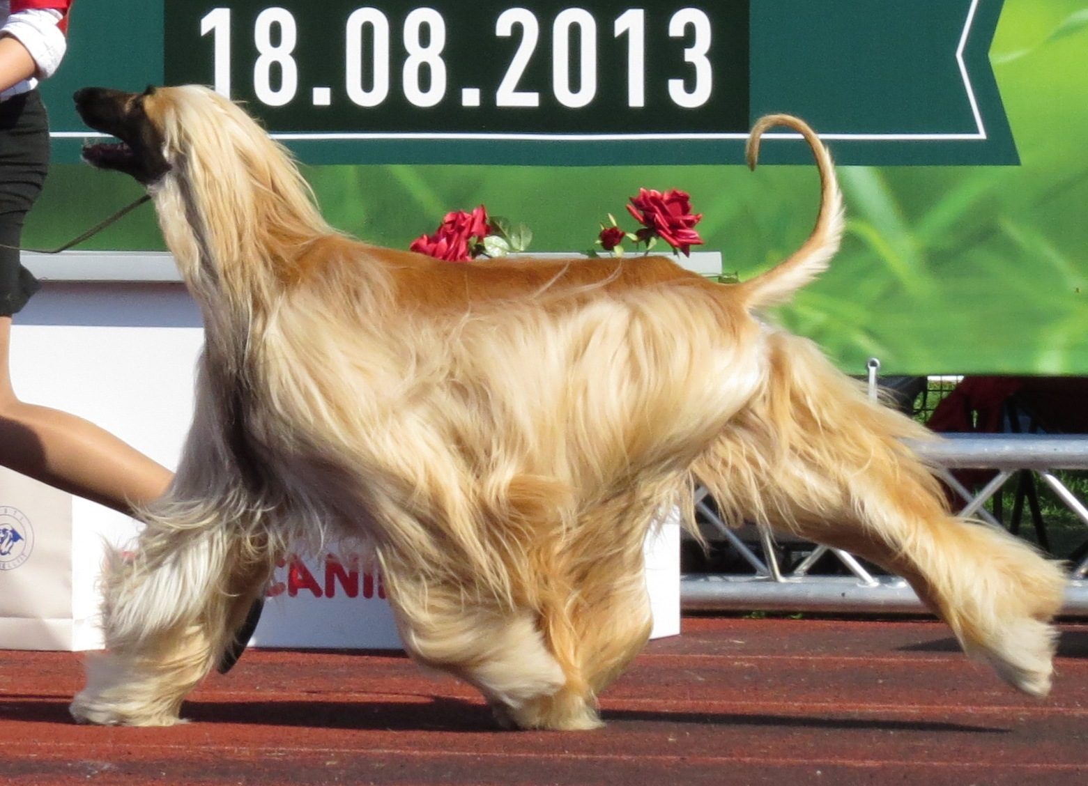 14. Afghan Hound (Touch Me Not) (Image Credits: Wikimedia)