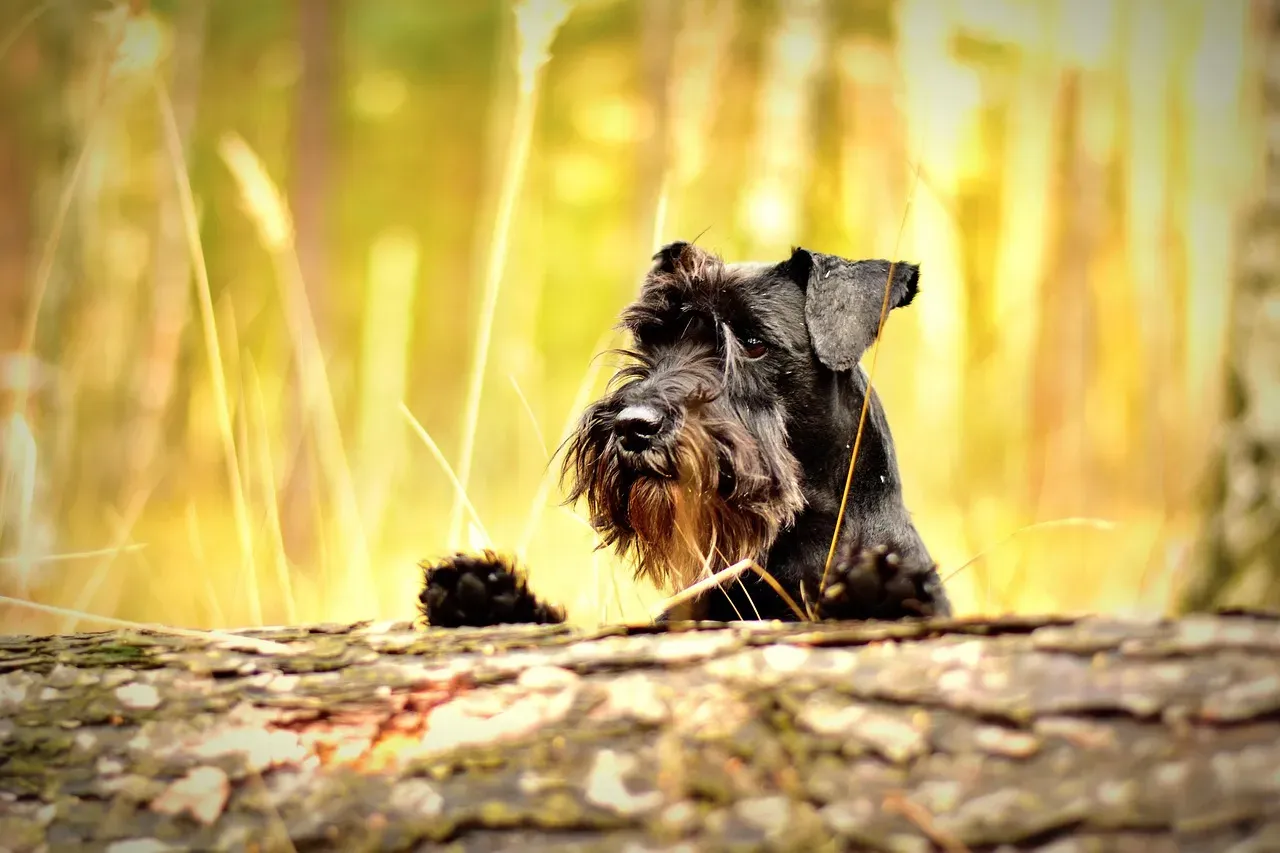 Miniature Schnauzer: The Hypervigilant Watchdog (Image Credits: Pixabay)