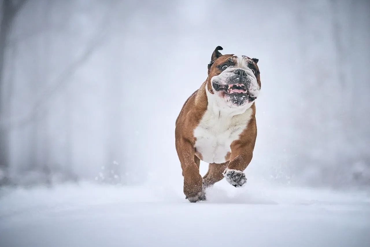 Why Loving Your Dog Includes Respecting Their Space (Image Credits: Pixabay)