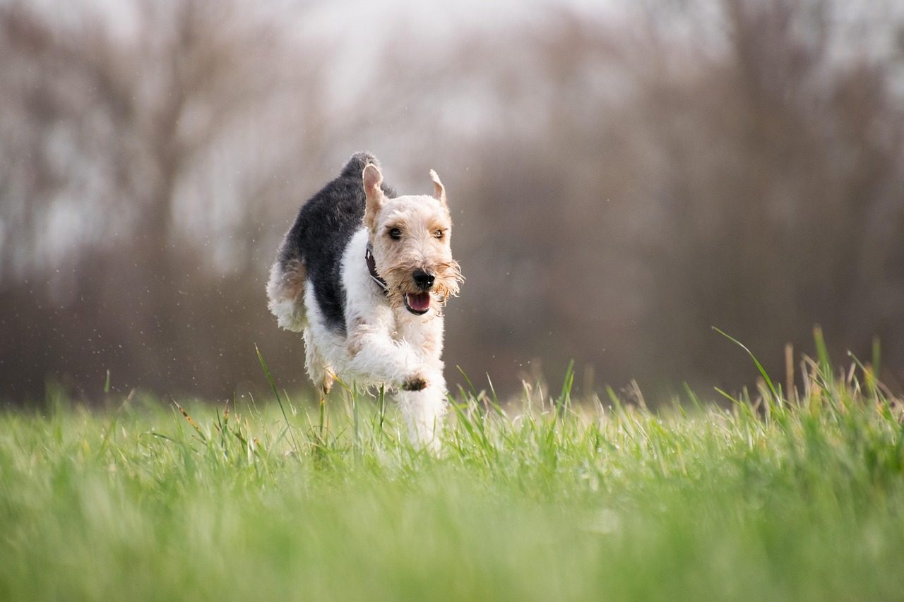 9. Toy Fox Terrier: Mischief Maker Extraordinaire (Image Credits: Pixabay)