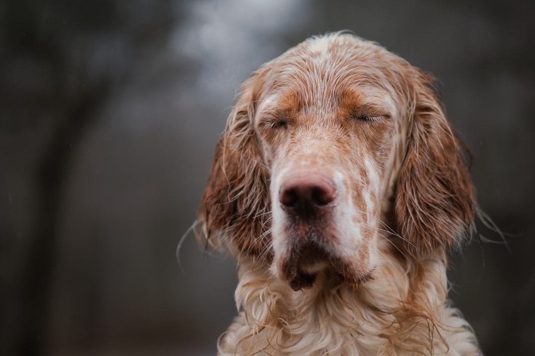 Ignoring Your Dog's Body Language Warnings (Image Credits: Unsplash)