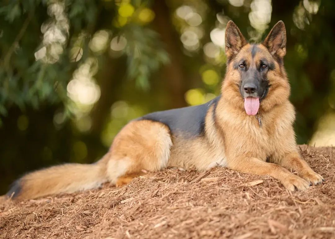 4. German Shepherd (Image Credits: Unsplash)