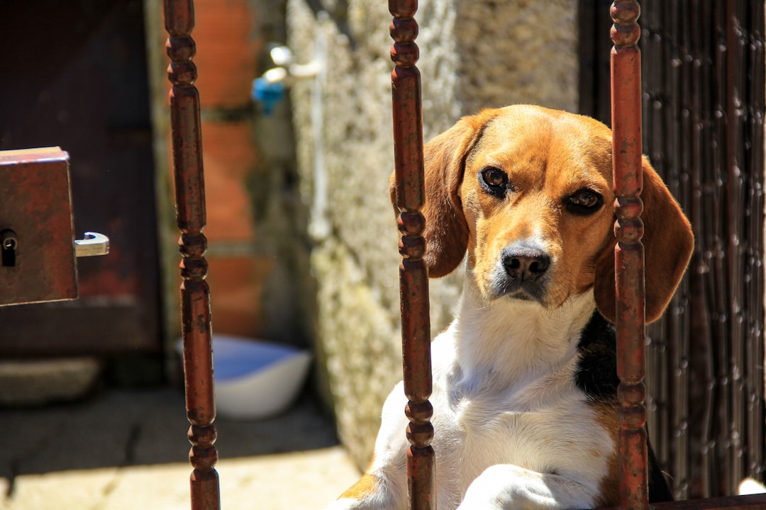 The Church Bell Companion (Image Credits: Unsplash)