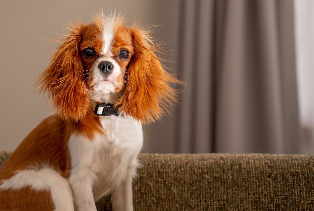 Cancer Rising: The Nurturing Cavalier King Charles Spaniel (Image Credits: Flickr)