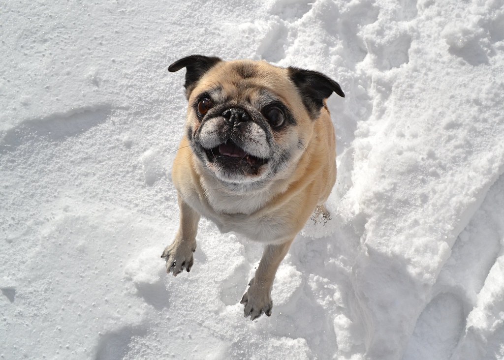 Veterinary Bills Will Be Higher Than Average (Image Credits: Flickr)